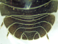 Armadillidium depressum